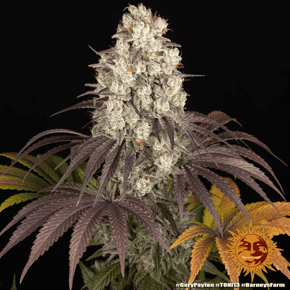 Gary Payton von Barney’s Farm – feminisiertes Zierpflanzen mit markanter Genetik und charakteristischem Pflanzenbild.