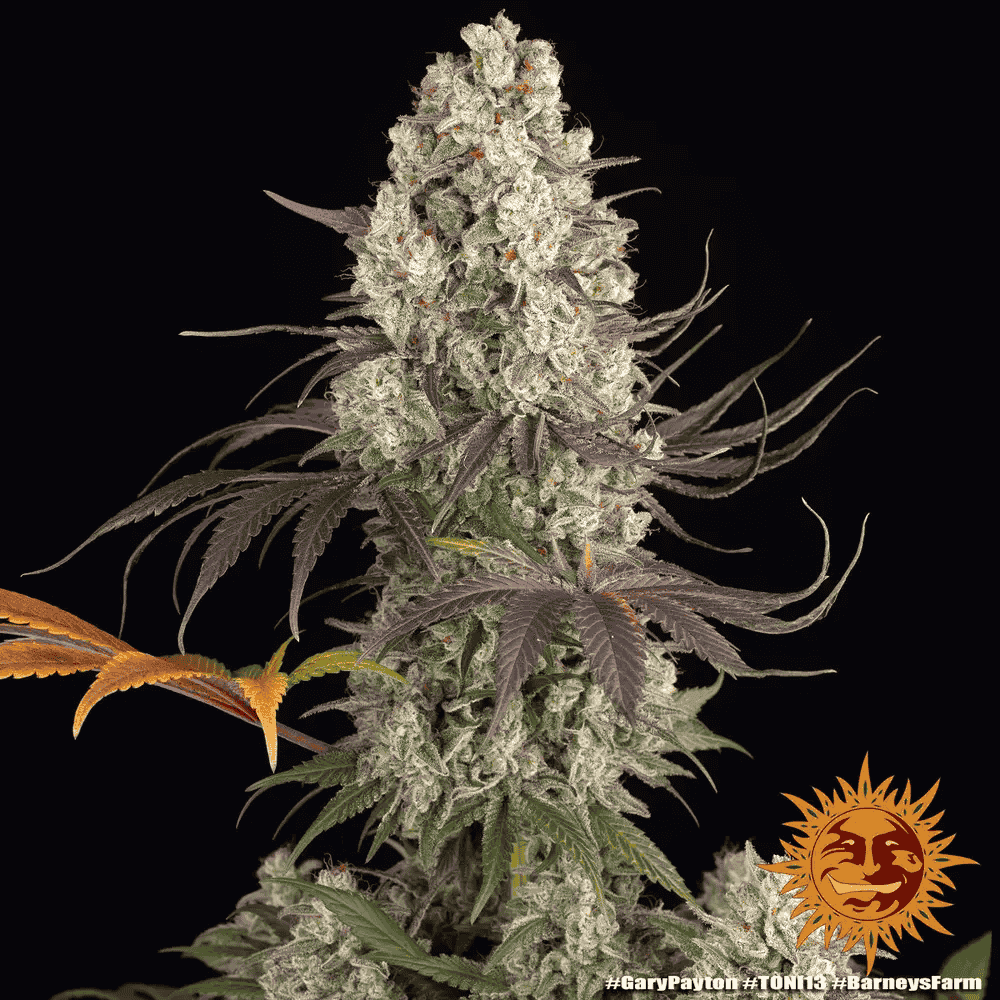 Gary Payton von Barney’s Farm – feminisiertes Zierpflanzen mit markanter Genetik und charakteristischem Pflanzenbild.