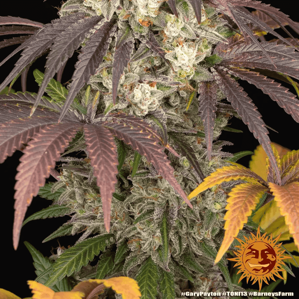 Gary Payton von Barney’s Farm – feminisiertes Zierpflanzen mit markanter Genetik und charakteristischem Pflanzenbild.