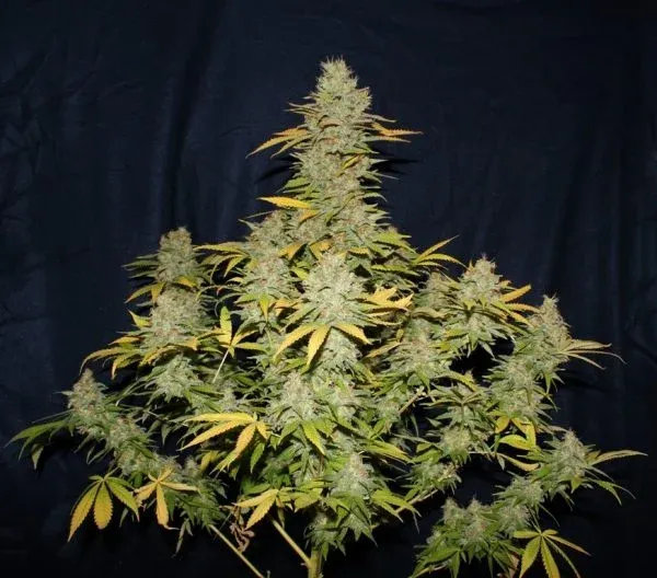 Critical-Mass