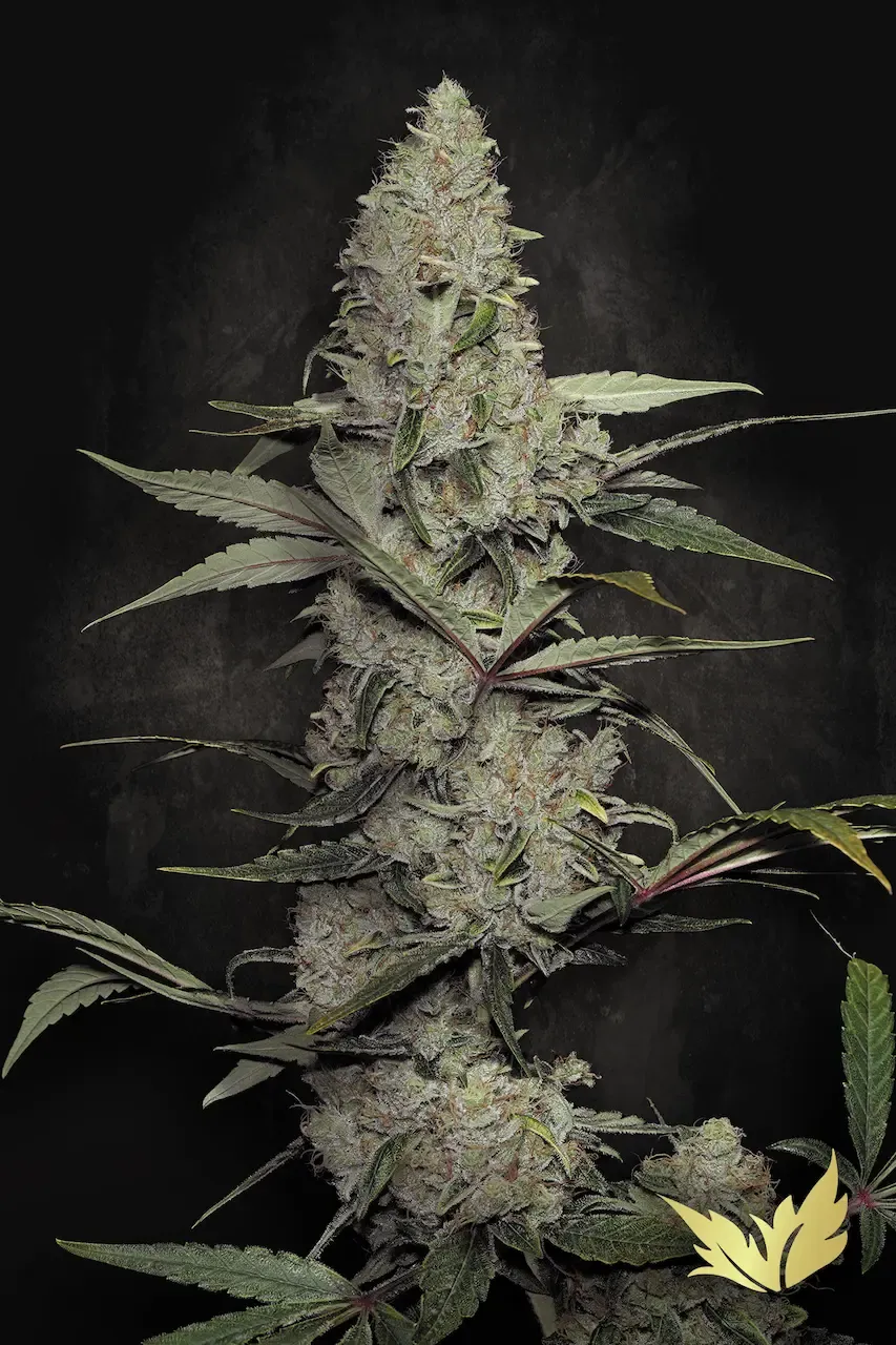 Wappa-Paradise-Seed