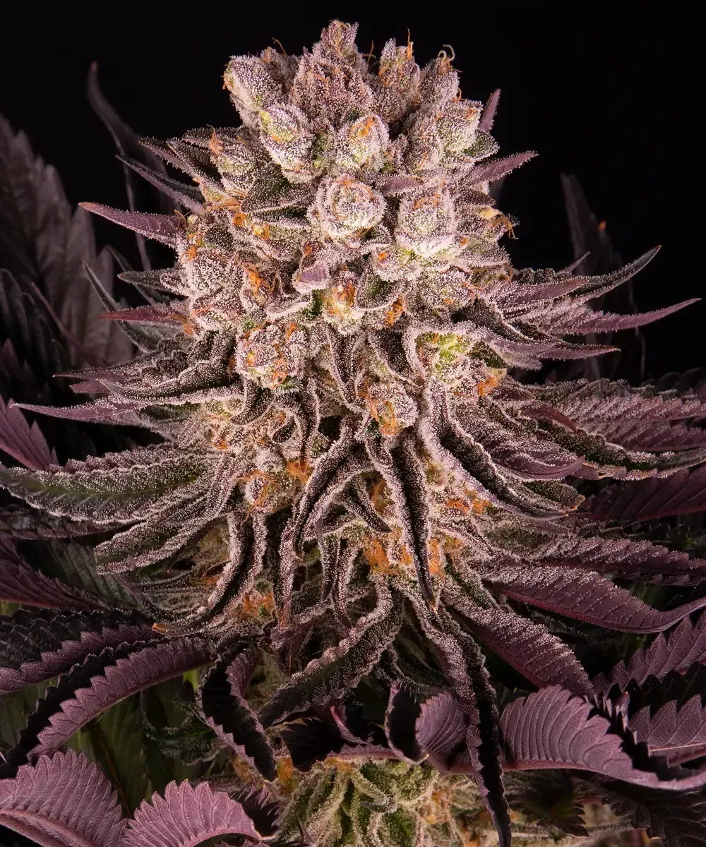 mimosa-x-orange-punch
