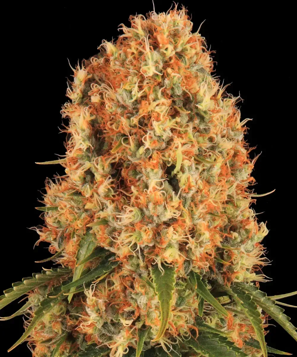 orange-sherbert