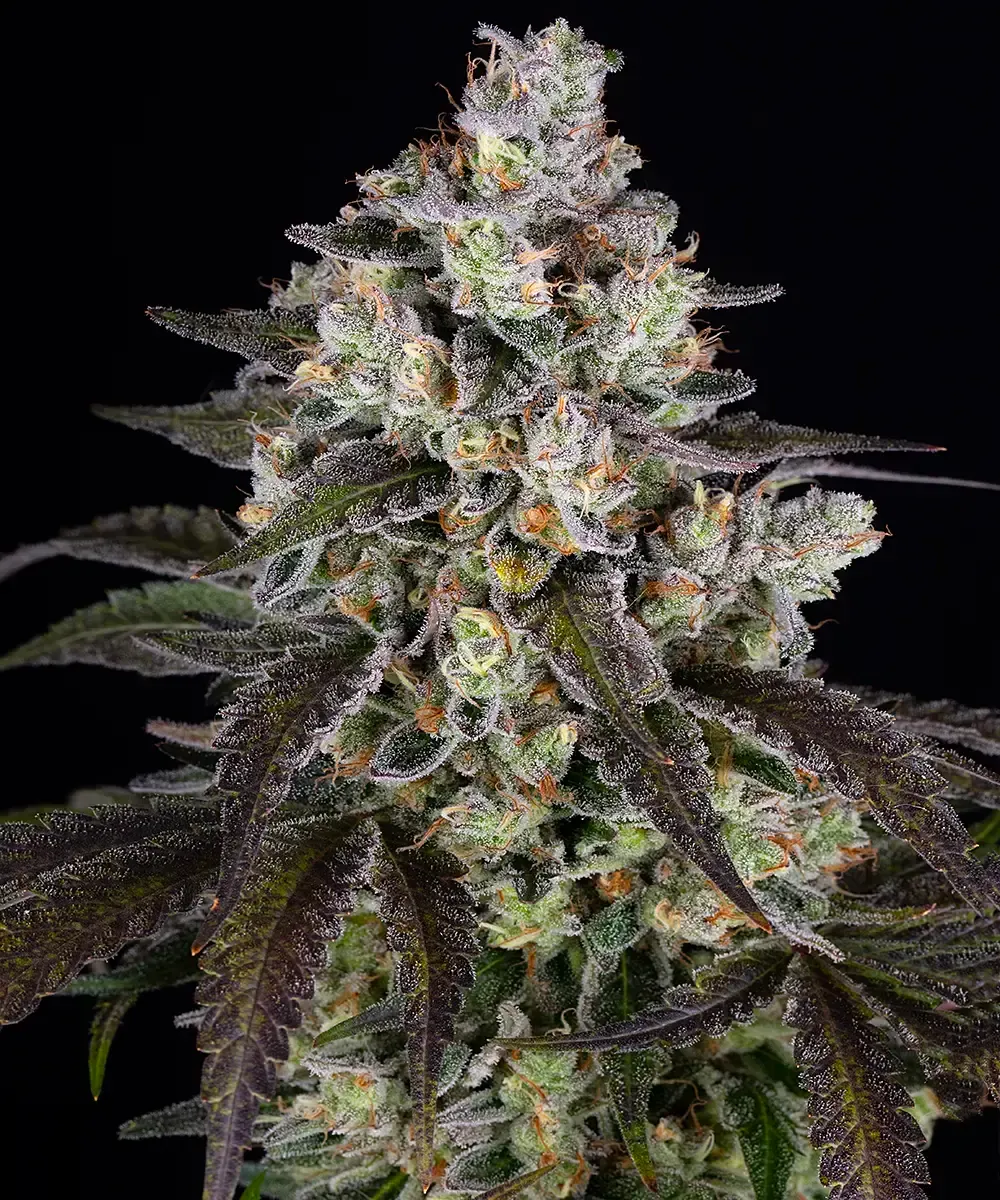 trainwreck