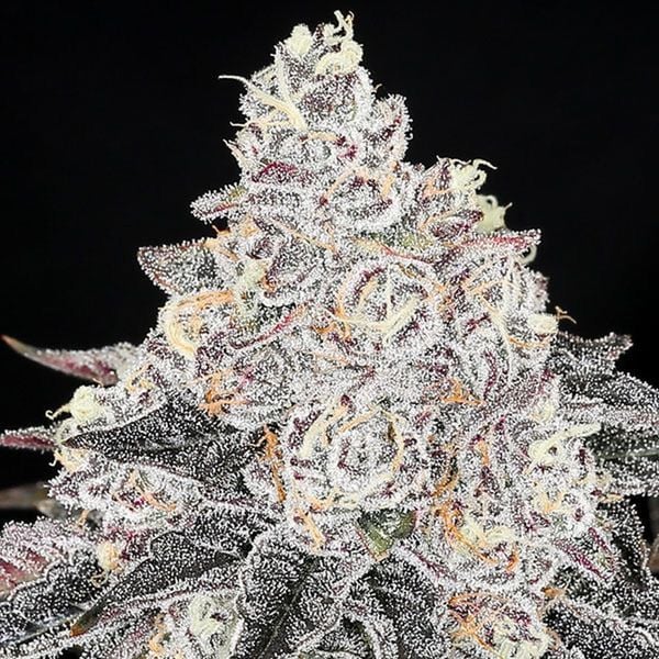 anesia-seeds-frozen-black-cherry