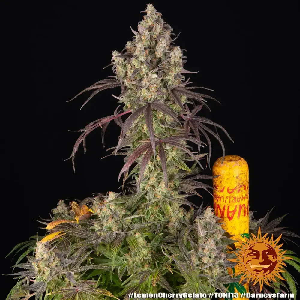 lemon-cherry-gelato