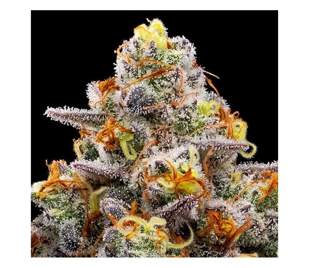 purple-boost-highness-anesia